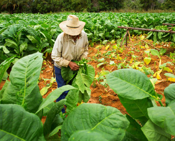 farmer collecting tobacco leaves