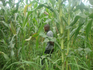 A beneficiary in full farming activity