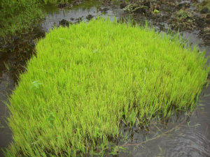 Rice Nursery