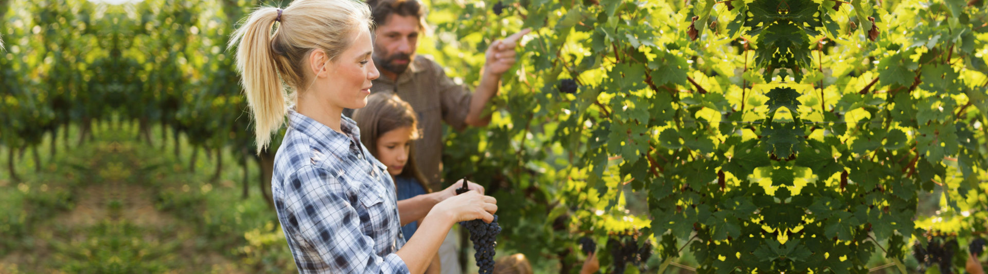 a family harvesting grapes